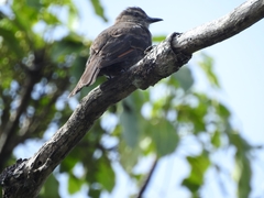 Myiotheretes fumigatus