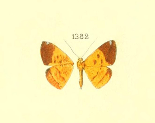 Pyrinia zizana