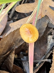 Rhizomarasmius
