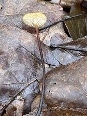 Rhizomarasmius