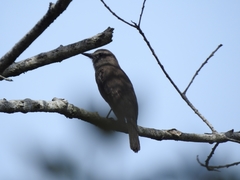 Myiotheretes fumigatus