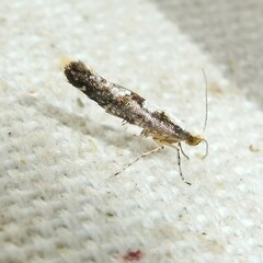 Argyresthia conjugella