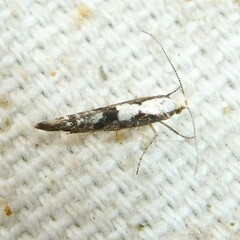 Argyresthia conjugella