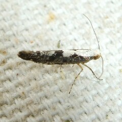 Argyresthia conjugella