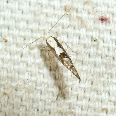 Argyresthia conjugella