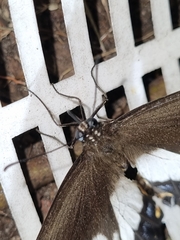 Papilio aegeus aegeus