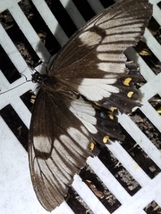 Papilio aegeus aegeus