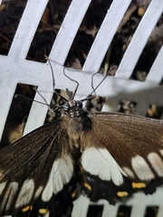 Papilio aegeus aegeus