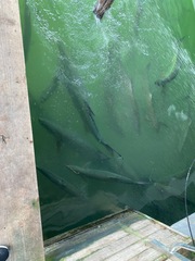 Megalops atlanticus