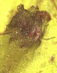 Pallavicinia tenuinervis