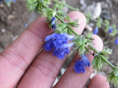 Salvia longispicata