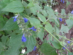 Salvia longispicata