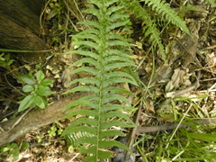 Blechnum hastatum