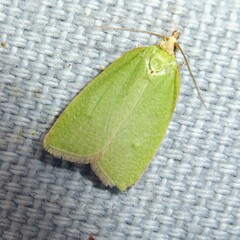 Tortrix viridana