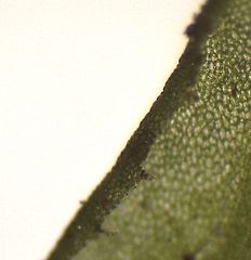 Pallavicinia tenuinervis