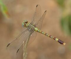 Paragomphus genei
