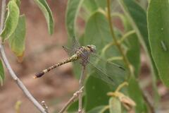 Paragomphus genei