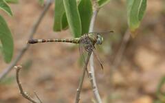 Paragomphus genei