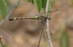 Paragomphus genei