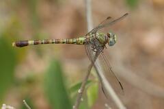 Paragomphus genei
