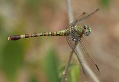 Paragomphus genei