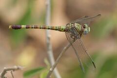 Paragomphus genei