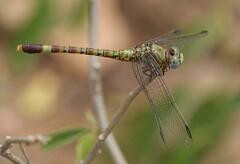 Paragomphus genei