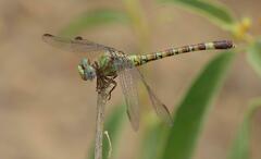 Paragomphus genei