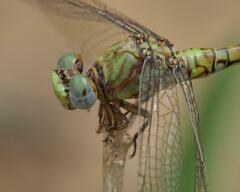 Paragomphus genei