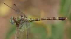 Paragomphus genei