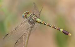 Paragomphus genei