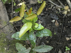 Aextoxicon punctatum