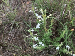 Chascanum hederaceum