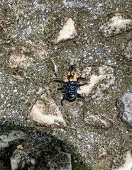 Harmonia axyridis