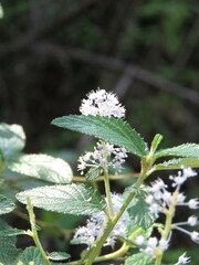 Ceanothus caeruleus