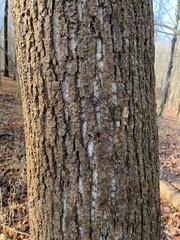 Liriodendron tulipifera