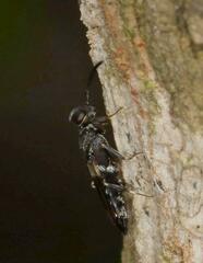 Eupelmidae