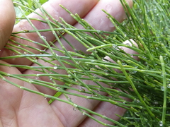 Equisetum bogotense