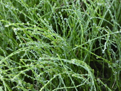 Equisetum bogotense