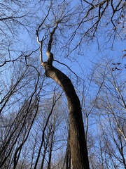 Liriodendron tulipifera