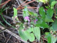 Tradescantieae