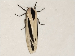 Creatonotos
