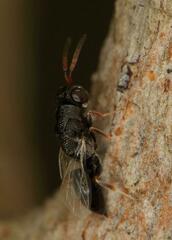 Eurytominae