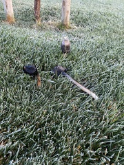 Coprinus comatus