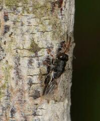 Eurytominae