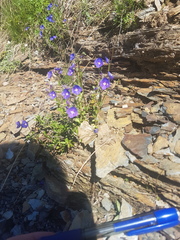 Veronica fruticans