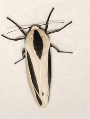 Creatonotos