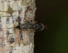 Eurytominae