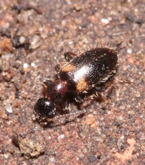Hirticomus hispidus