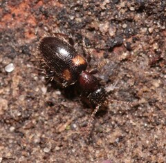 Hirticomus hispidus